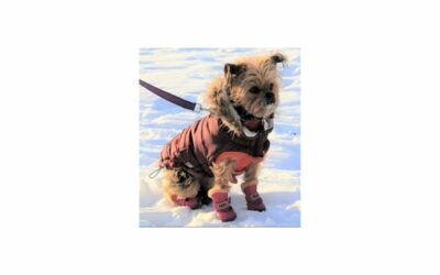 Meet our new #StPaulBARKS 2022 Ambassador