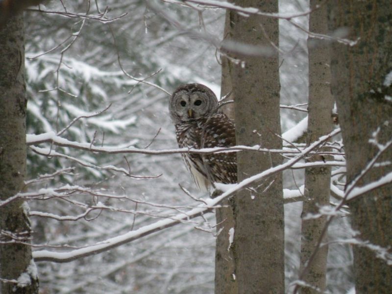 SPPC_22_Owl_800x600