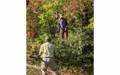 The Urban Forest at Swede Hollow