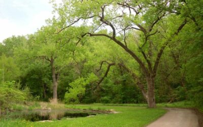 Restoring Water Flow at Swede Hollow