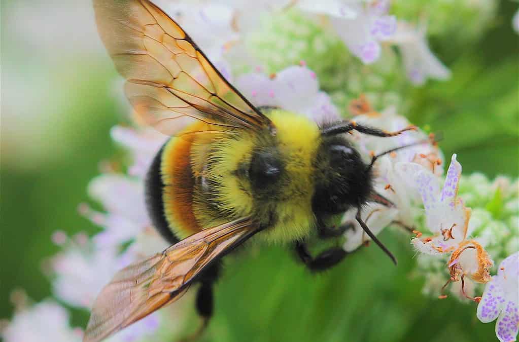 Nature Tour: Bees, Butterflies, & Bugs