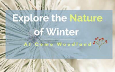 Winter Nature Tour of Como Woodland