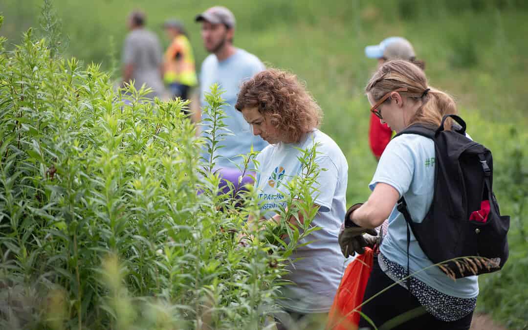 Seed Squad – Native Seed Collection