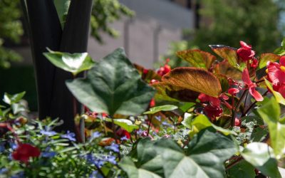 Tonight: Pedro Park Gardens 